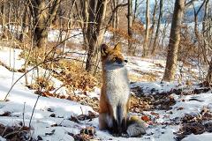 Голодные лисы зашли в Екатеринбург