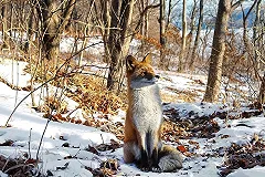 Голодные лисы зашли в Екатеринбург