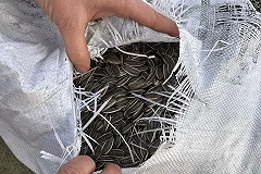 Поставки семечек из Китая на Урал выросли вдвое