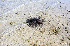 Мурманские власти придумали заменить лосось морским ежом