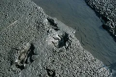 Минэкологии и прокуратура ищут виновника в озерах фекалий под Челябинском