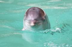 Специалисты выяснили причину смерти дельфина из силосной ямы на Кубани