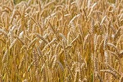 Египет за 5 месяцев закупил почти половину российского экспорта продовольствия