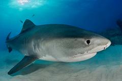 В Австралии рыбак сделал кесарево сечение мертвой акуле и спас 98 ее детенышей
