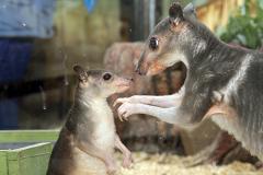 В екатеринбургском зоопарке у Хагенов родился кенгурёнок. Публикуем милые фото