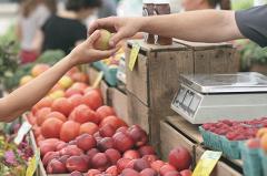 Эксперт заявил, что Свердловская область потеряет урожай груш, слив и абрикосов