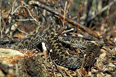 В детском лагере под Ревдой гадюка укусила мальчика