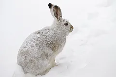 Американскому актеру грозит срок за убийство кролика бывшей девушки