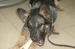 Озвучены предварительные причины смерти животных на черной передержке