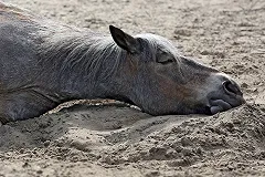 В «Яндексе» рассказали о снящихся россиянам покойниках и беременностях