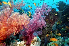 На Большом Барьерном рифе зафиксировали серьезный процесс разрушения