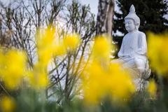 Осквернившего статую Будды спортсмена приговорили к двум годам условно