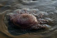 Прогулочный катер перевернулся в Крыму из-за увидевших медузу туристов