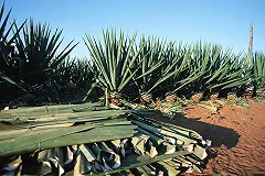 Ford будет производить детали из отходов производства текилы