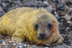 В Петербурге и области готовятся спасать нерпят и тюленят