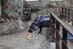 Юные садоводы подарили животным екатеринбургского Зоопарка корзину с фруктами