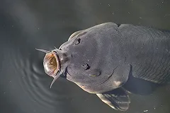 НТМК заселяет пруды Нижнего Тагила белым амуром, поедающим мертвые водоросли