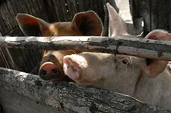 ФАС накажет «Атомстройкомплекс» за «охрюнительную» рекламу