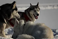 Волонтеры строят на окраине Екатеринбурга большой приют для собак и кошек