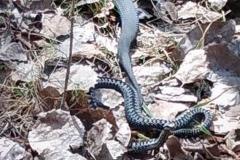 Екатеринбуржцы сфотографировали в Шарташском лесопарке ядовитых змей