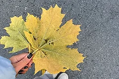 Синоптики сообщили, когда потеплеет в Свердловской области
