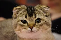 Ученые назвали 5 животных, которые лечат людей