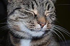 В автобусе заметили екатеринбурженку с мертвым котёнком