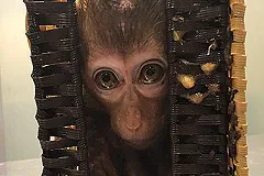 Лемуры и обезьяны в чемодане