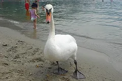 В Македонии туристка загубила лебедя ради фотосессии