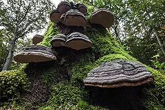 В Зелёной Роще на площадке клиники УГМК вырубили деревья