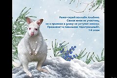 Екатеринбургский зоопарк просит помочь ему выбрать Снегурочку (ФОТО)