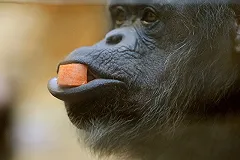 В Екатеринбургском зоопарке из-за кризиса животных посадили на «диету Гаффнера»