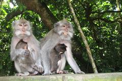 Японский зоопарк передумал называть обезьяну в честь принцессы Шарлотты