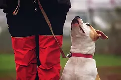 Хозяйка стаффордов, которые едва не разорвали 10-летнего мальчика, заявила об их усыплении