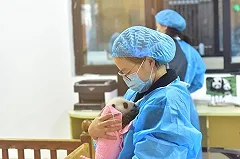 Китайские ученые составили словарь языка панд