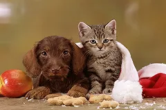 Зоозащитники просят помощи! Собаки и кошки нуждаются в еде и лекарствах