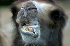 Тбилисский зоопарк отказался от помощи из Москвы