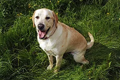 Названы наиболее вероятные жертвы нападения собак