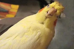 На Сортировке попугай внедрился в стаю голубей