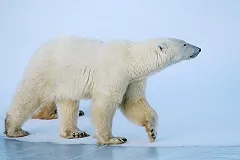 В Арктике раскрыли убийство белого медведя