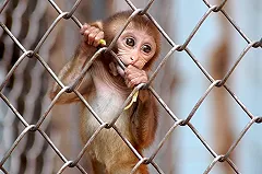 Обезьяны из екатеринбургского зоопарка поборются за звание живого символа года