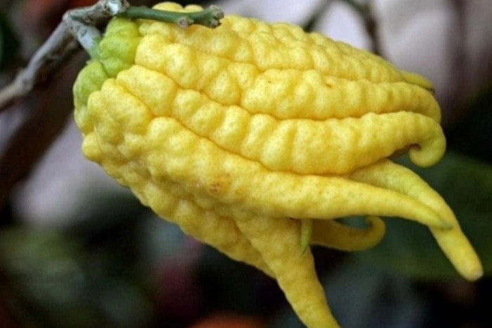 В Екатеринбурге обнаружен очень страшный цитрус с пальцами