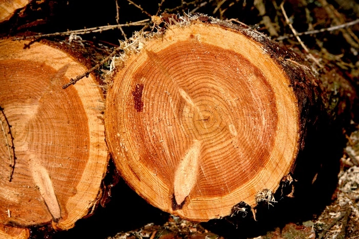 19-летний уралец бросал бревна перед идущим поездом