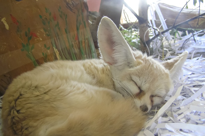 Самая маленькая в мире лиса поселилась в Екатеринбургском зоопарке