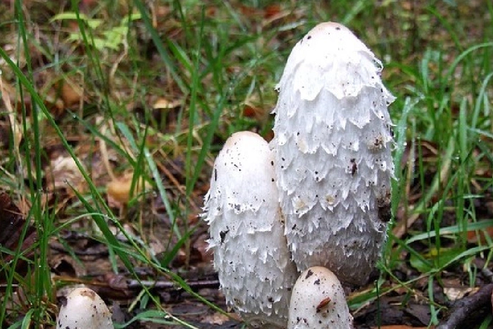 В Екатеринбурге появились странные грибы, похожие на яйца