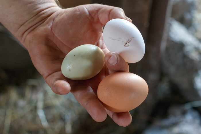 Надзорные органы не увидели нарушений в продаже «девятка» яиц