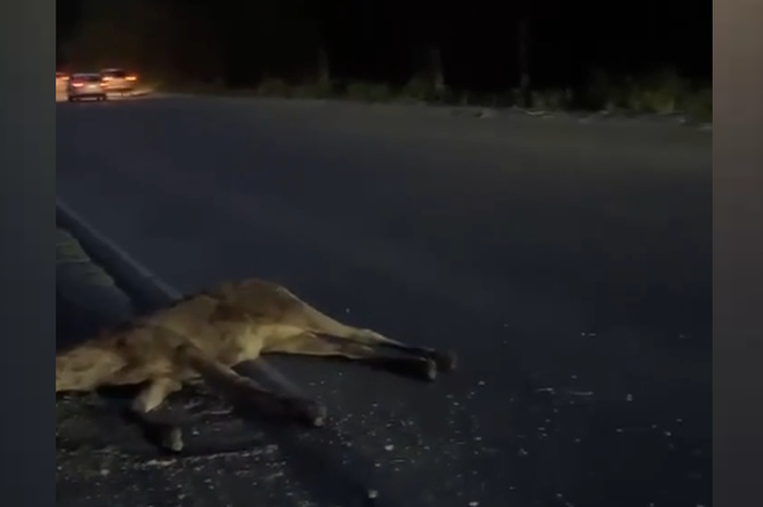 В Екатеринбурге водитель иномарки сбила лося