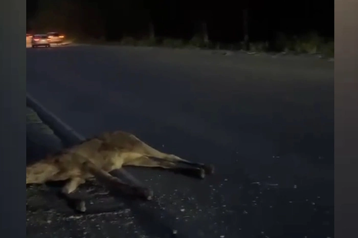 В Екатеринбурге водитель иномарки сбила лося