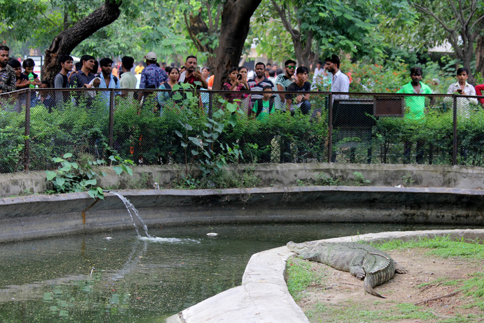 В Индии на похороны дружелюбного крокодила пришли 500 человек