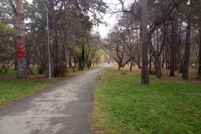 Подрядчики приступили к вырубке старых и больных деревьев в Зеленой роще